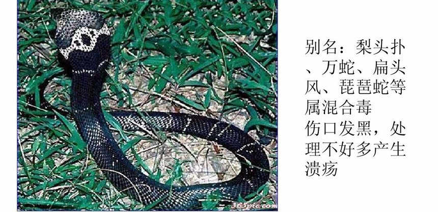 1521030825421796.jpg 眼镜蛇.jpg