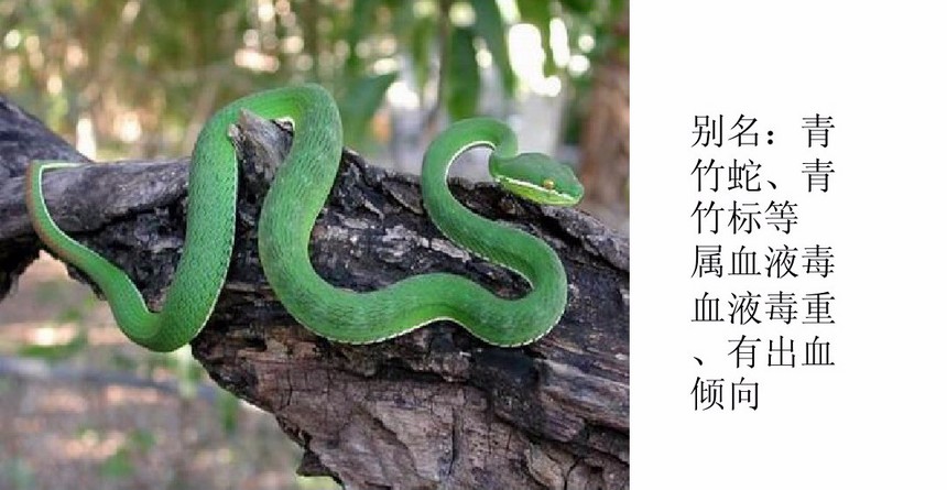 1521030272907596.jpg 竹叶青蛇.jpg