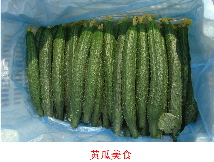 黄瓜大黄瓜绿色蔬菜5斤