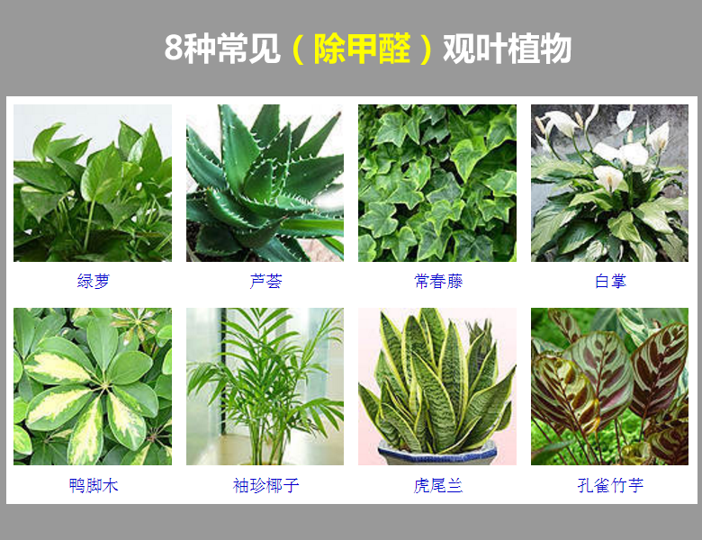 8种常见(除甲醛)的观叶植物