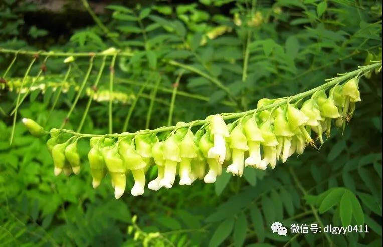 苦参