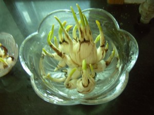 水仙花的养殖方法和注意事项