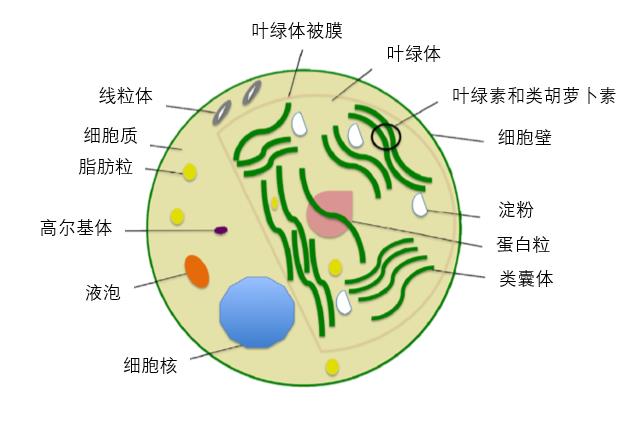 微藻界"四大天王"的喜好和生活史_微藻技术与产业