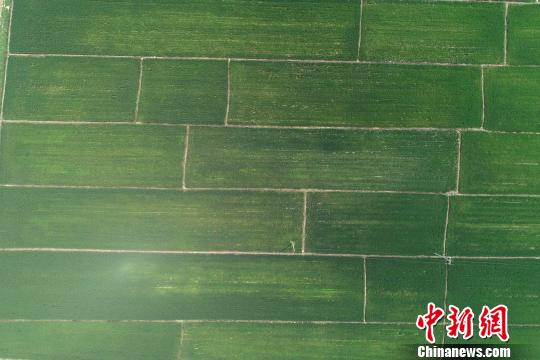 “北国小江南”：航拍京南万亩稻田湿地