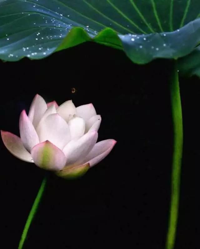 1530866819757419.jpg 微信图片_20180706164554.jpg