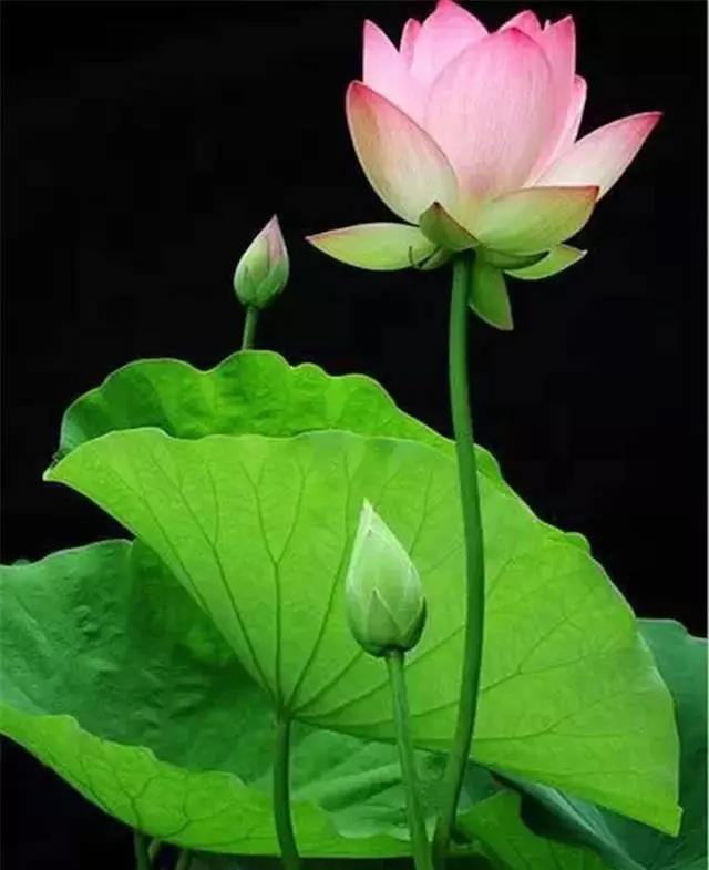 1530866835799343.jpg 微信图片_20180706164602.jpg