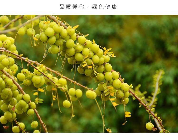 华侨奎池山油甘茶礼盒装罐装健康饮品绿色健康孕妇水果茶