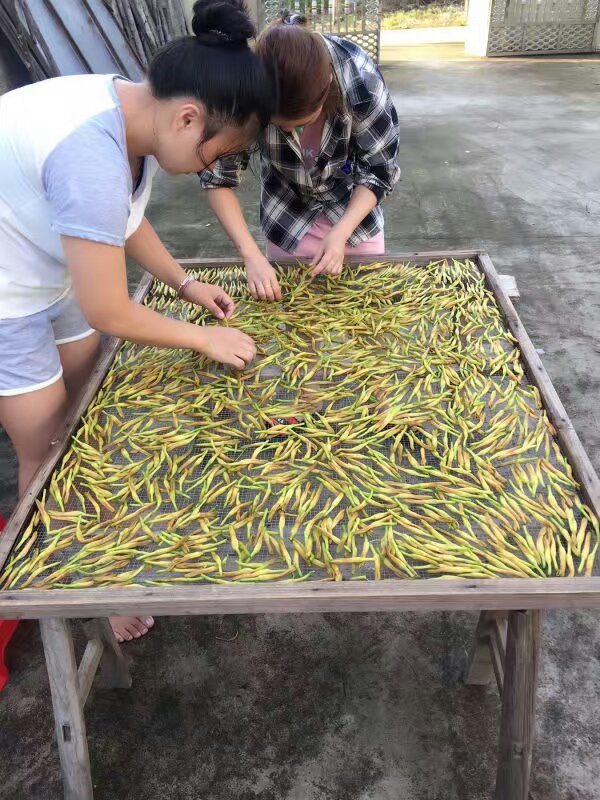 汕尾 海丰特产新和上虎噉 本土金针 金针菜 黄花菜 皇