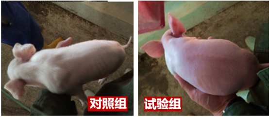 blob.png