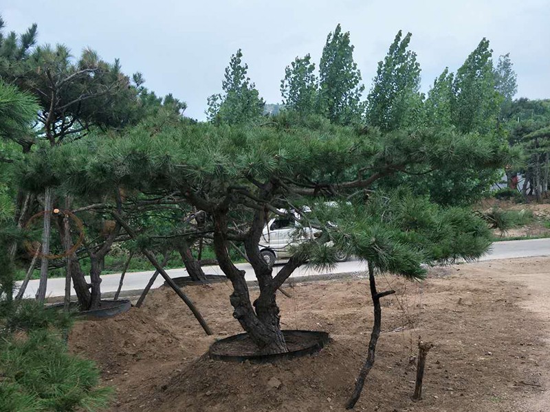 山东平顶松 山东平顶松