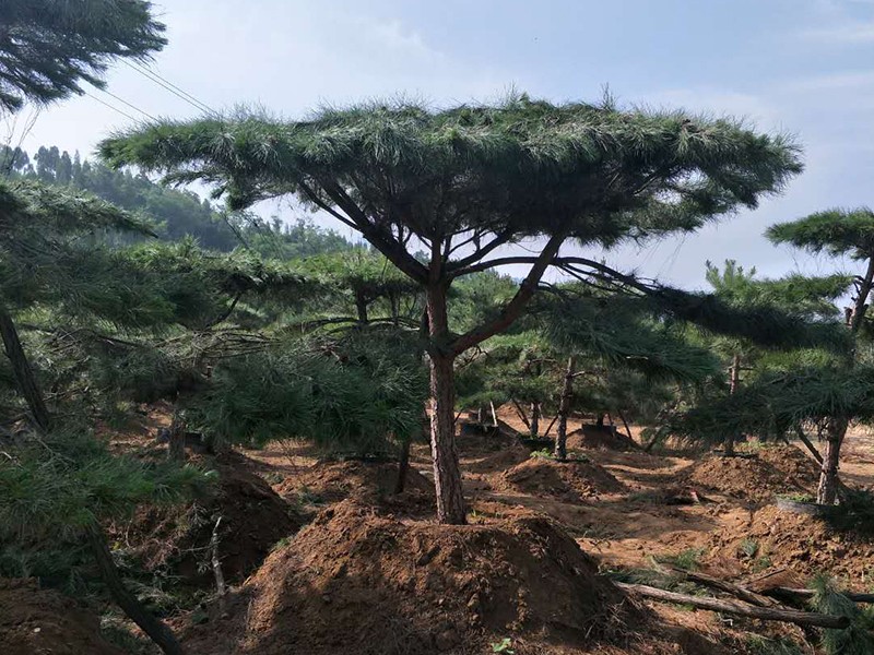 造型平顶松 造型平顶松