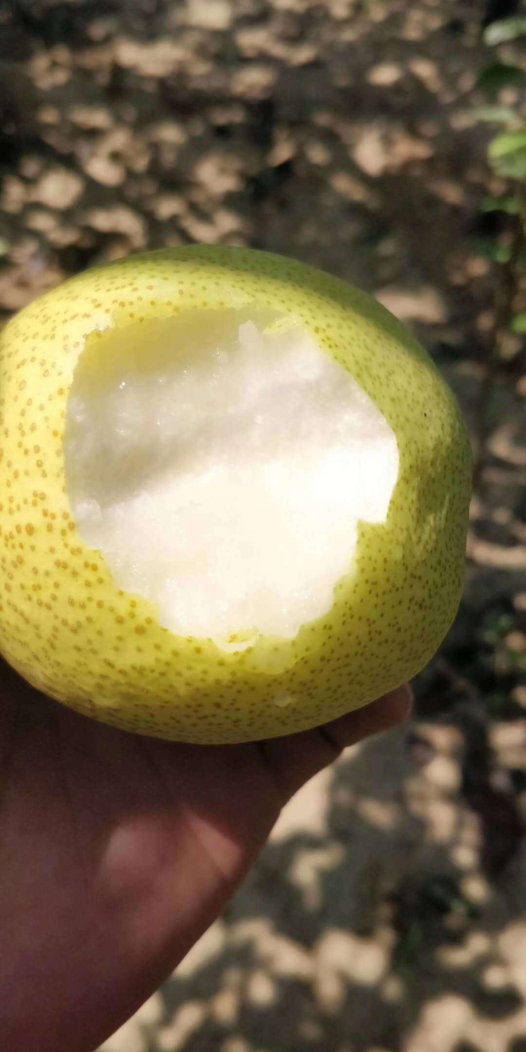 山西运城蜜梨 绿色鲜果 5斤装包邮