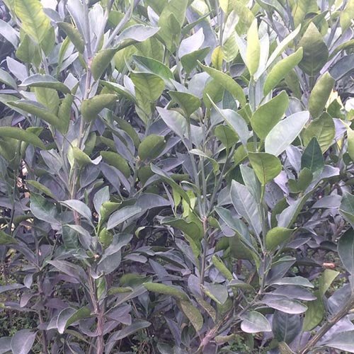 爱媛苗|大雅柑苗批发|沃柑苗批发|大雅柑苗木|锦鹏苗木 爱媛苗|大雅柑苗批发|沃柑苗批发|大雅柑苗木|锦鹏苗木