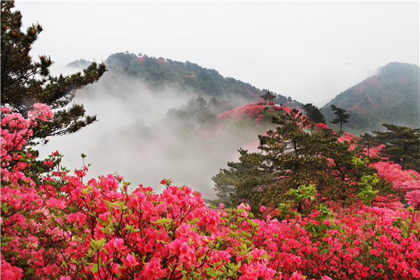 麻城龟峰山踏青赏花一日游