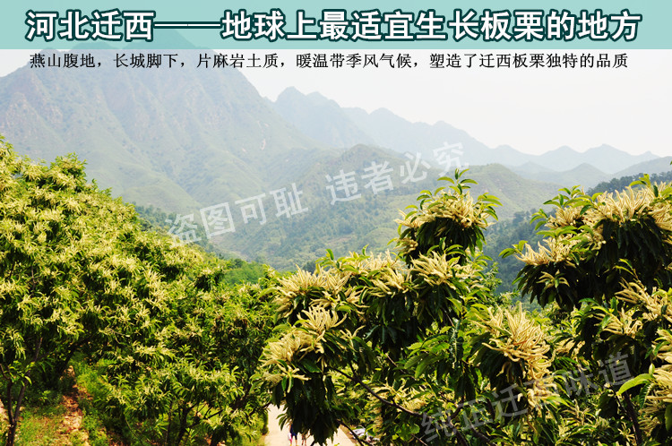 1541987853247836.jpg 10,迁西板栗.jpg