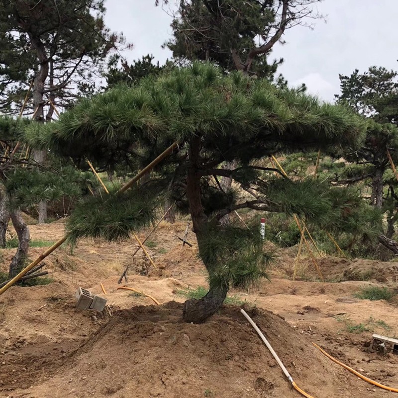 造型黑松基地