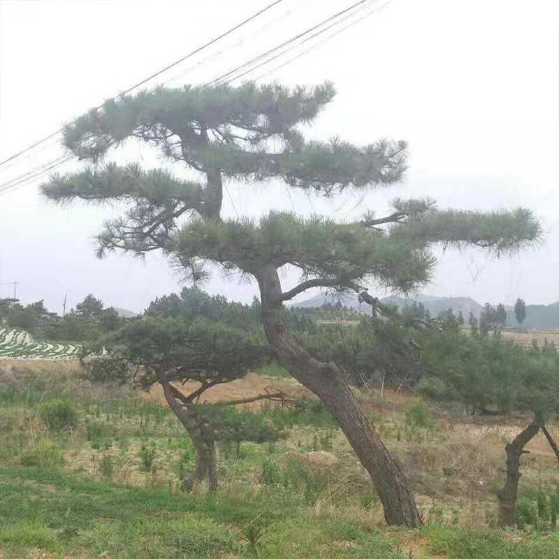 ̩ɽӭ