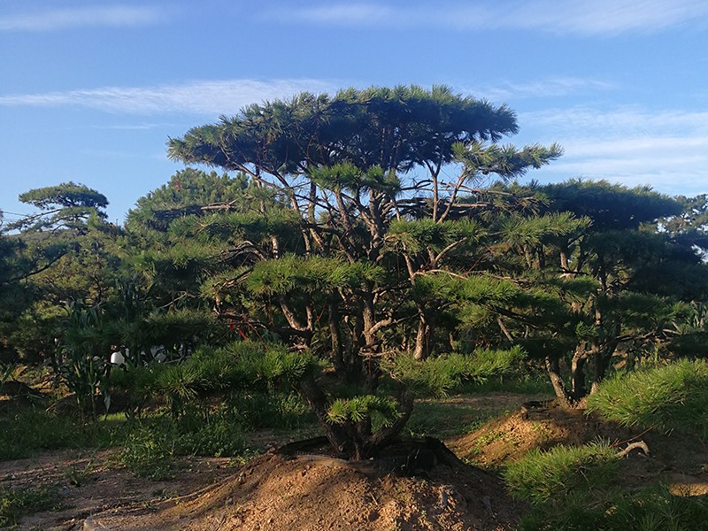 造型松树 造型松树