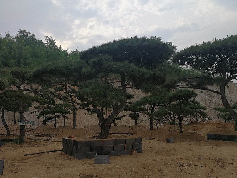 大型古松图片 大型古松图片