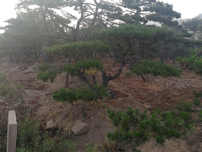 造型黑松基地 造型黑松基地
