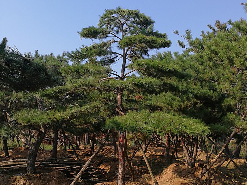 造型景观松 造型景观松