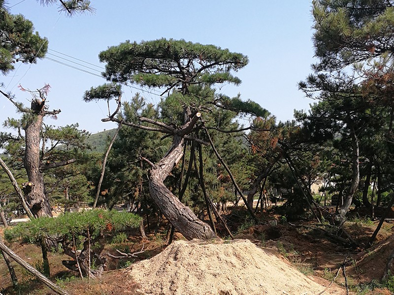 泰山迎客松 泰山迎客松