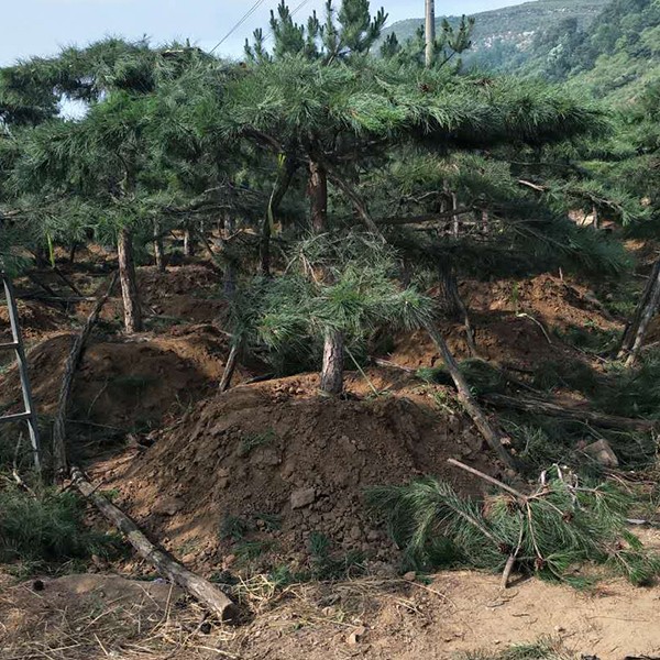 泰山景松 泰山景松