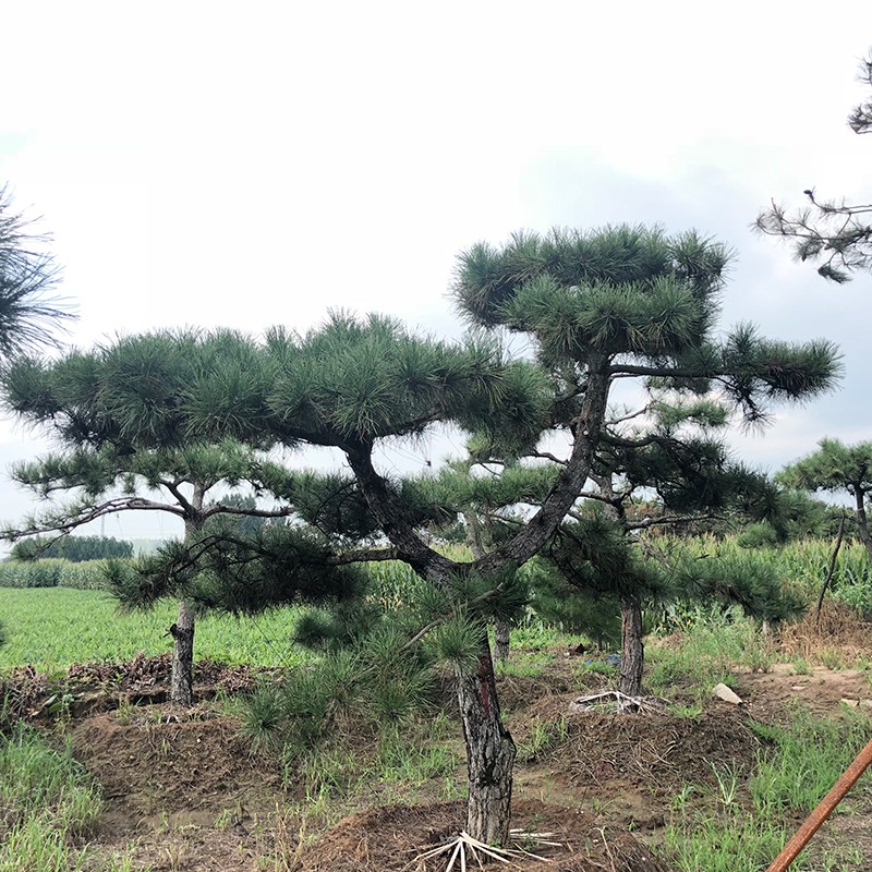造型黑松价格 造型黑松价格
