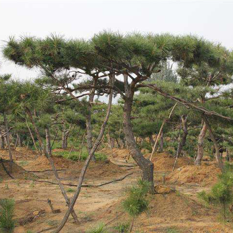 造型油松基地 造型油松基地