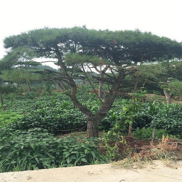 平顶松 平顶松