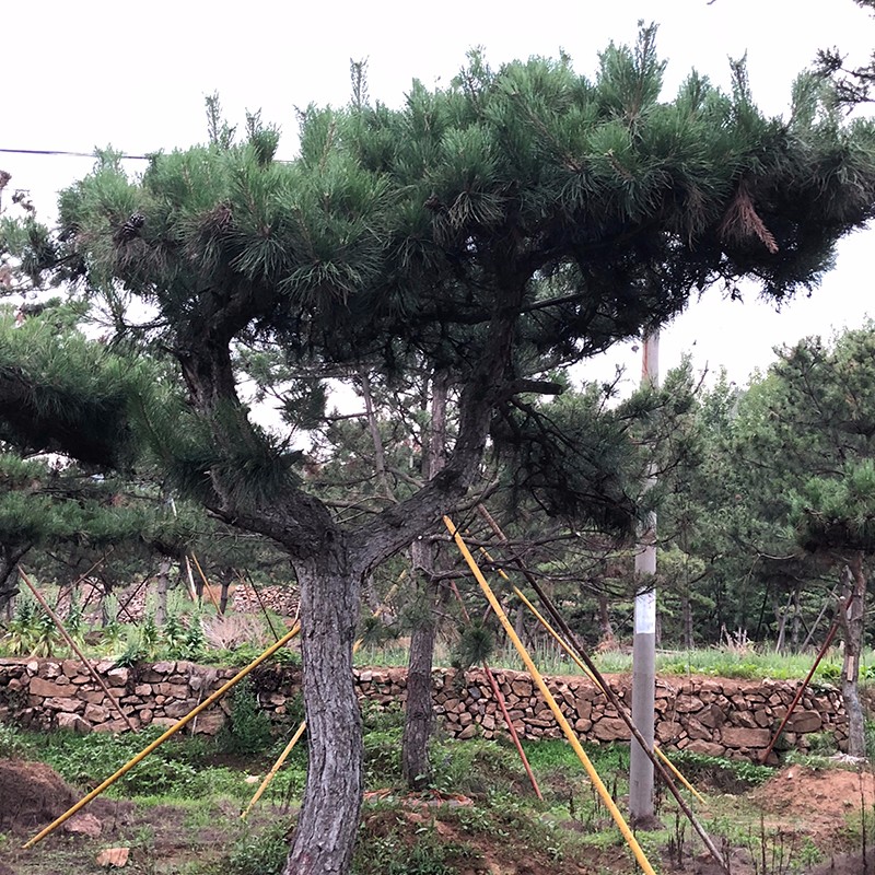 平顶松价格 平顶松价格