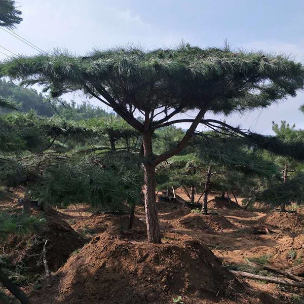 泰山迎客松 泰山迎客松