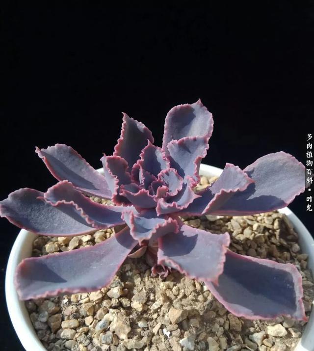 QH01164EK0333WpC.jpg