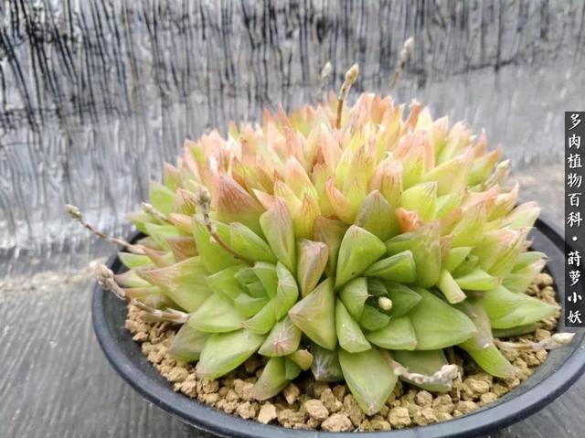 vIt6Us2lzPPTh6Y0.jpg