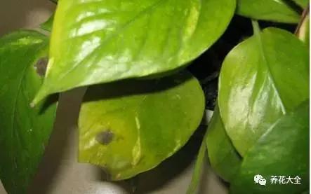 PYGyNgLparnPaeaR.jpg