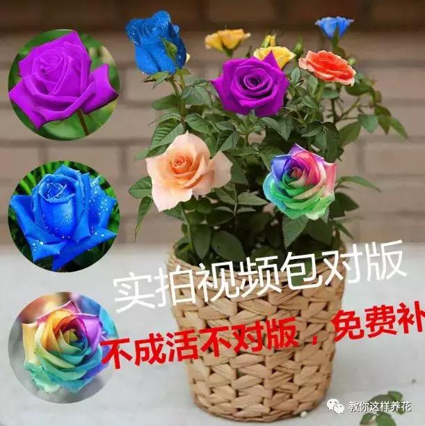 a8hi66h6ZWi3Hpp8.jpg