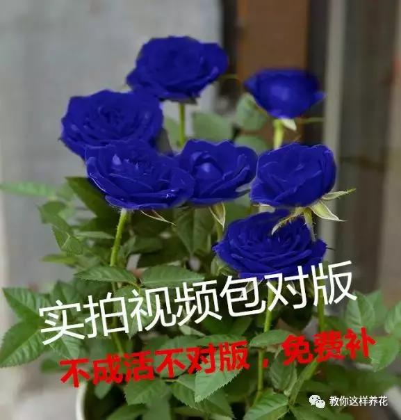 T5553r3zl5w96TH6.jpg