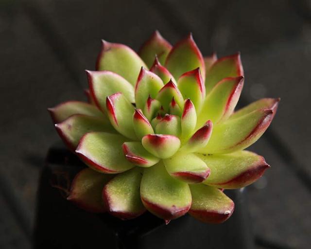n886F8ImaaF6qQ77.jpg