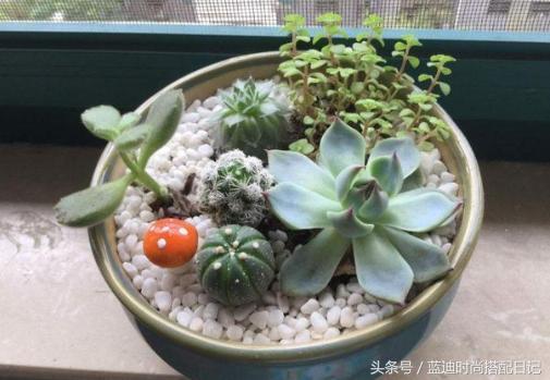 dOpz9779fuIUppo1.jpg