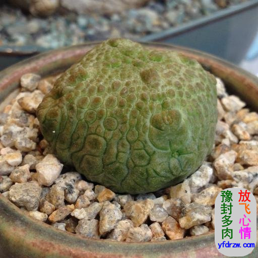 M-?-Pseudolithos