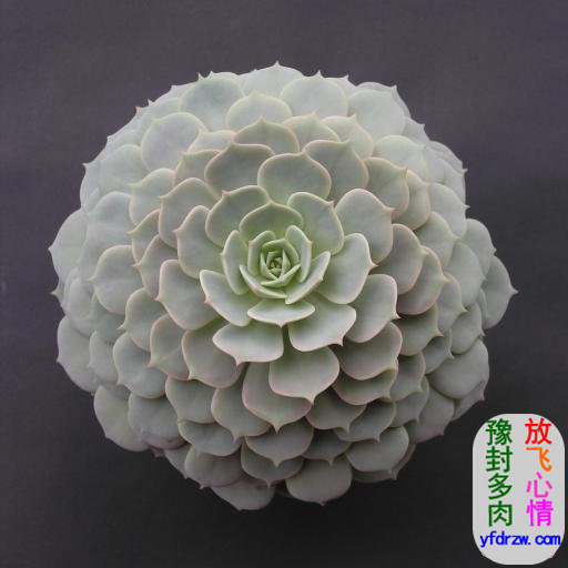 elegans potosina--ʯ