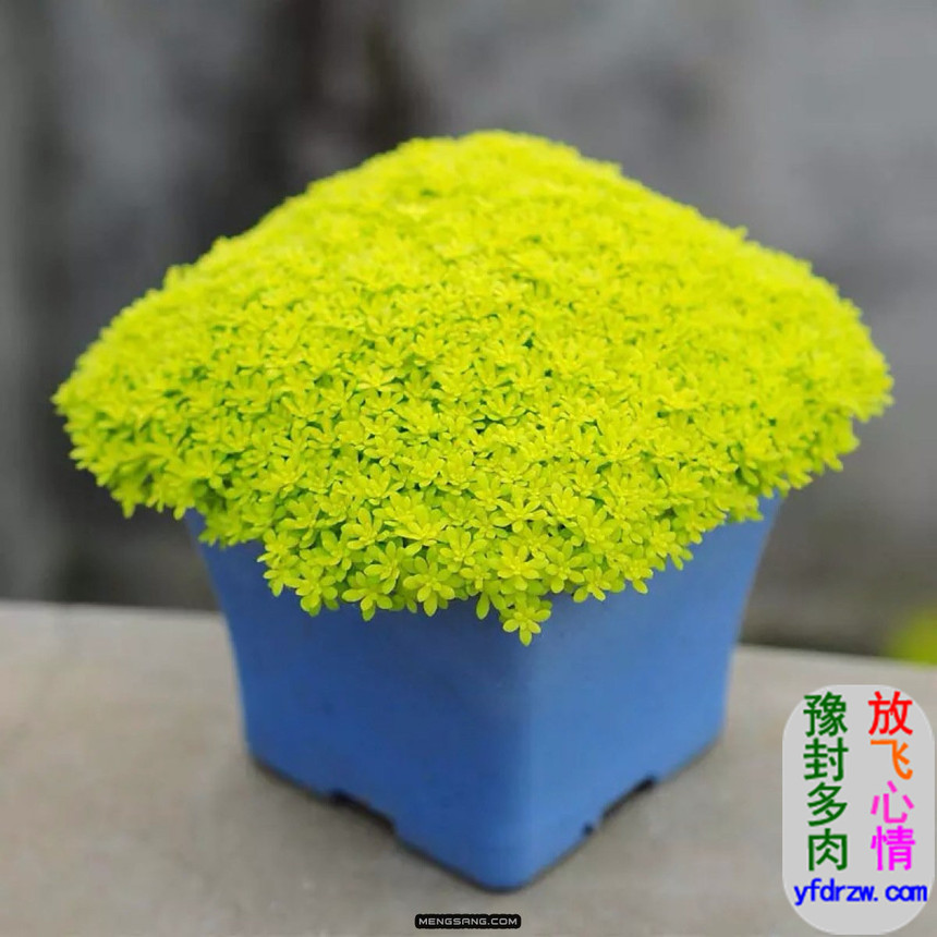 ƽݶ-ֲ-(Crassulaceae)