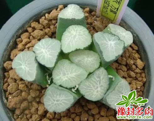 c9b06a2cfc3ba329538c3074b1ab3fda.jpg
