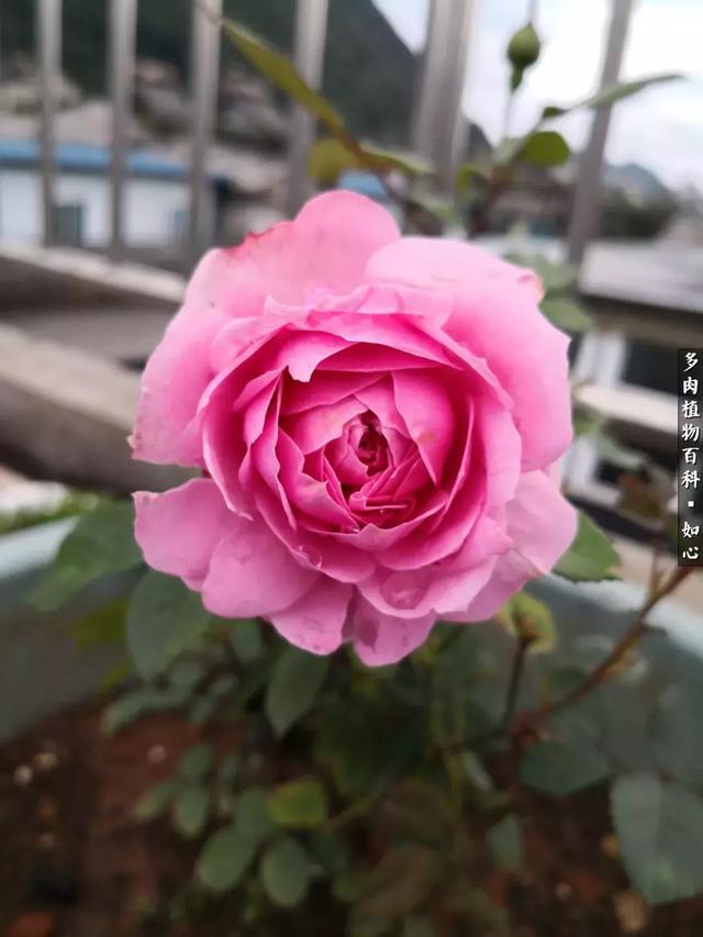 R7P7pxk0pckW777e.jpg