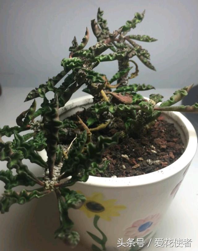 GRSJhkHuA54r1jT6.jpg
