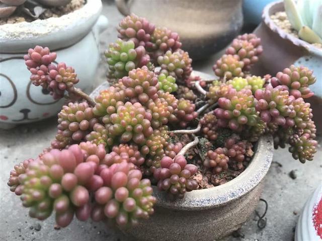 CKU60UOak21okk1l.jpg