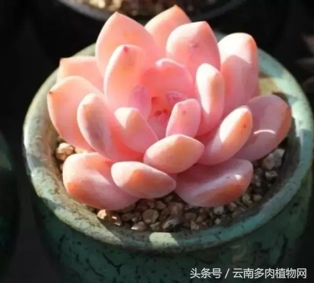 cyYwLU6dPpwNuPL6.jpg