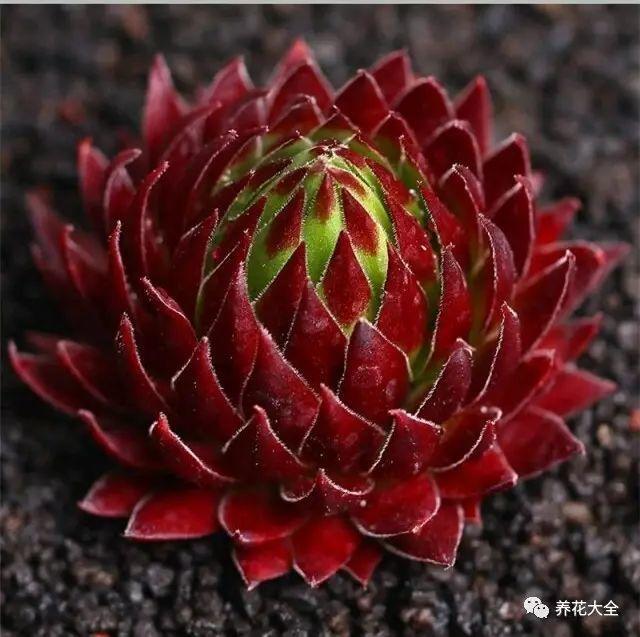 XOOQ5MFfmqQE045v.jpg