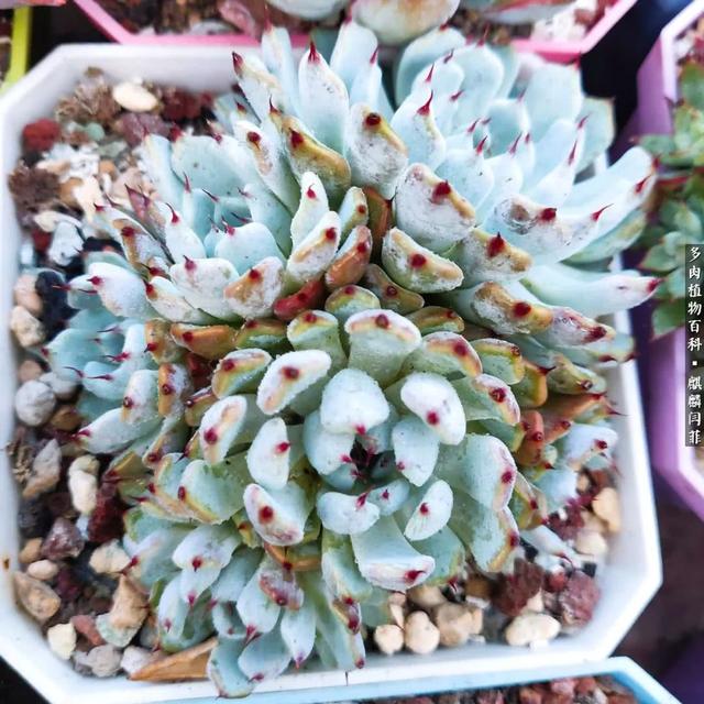 B5dMRu525JR5vi8t.jpg
