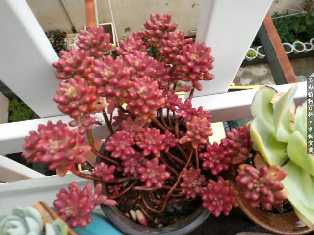 MxsGx8gF1HGyp1sP.jpg
